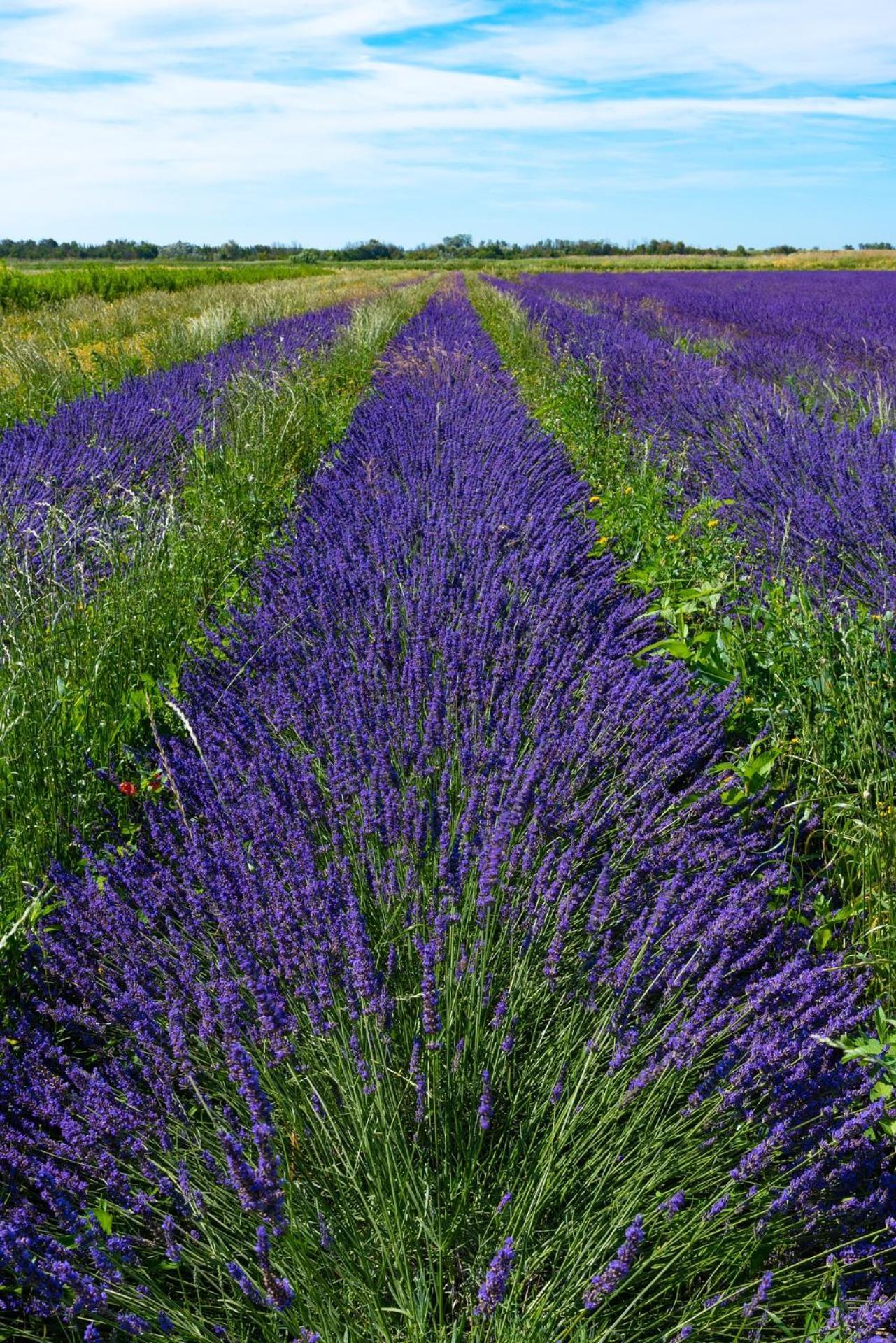 Villa Le Campagne Beaucaire  Exterior foto